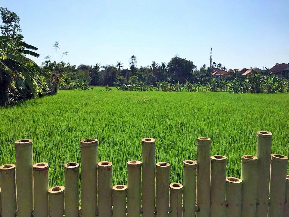 سمينياك Bali Green Hostel المظهر الخارجي الصورة